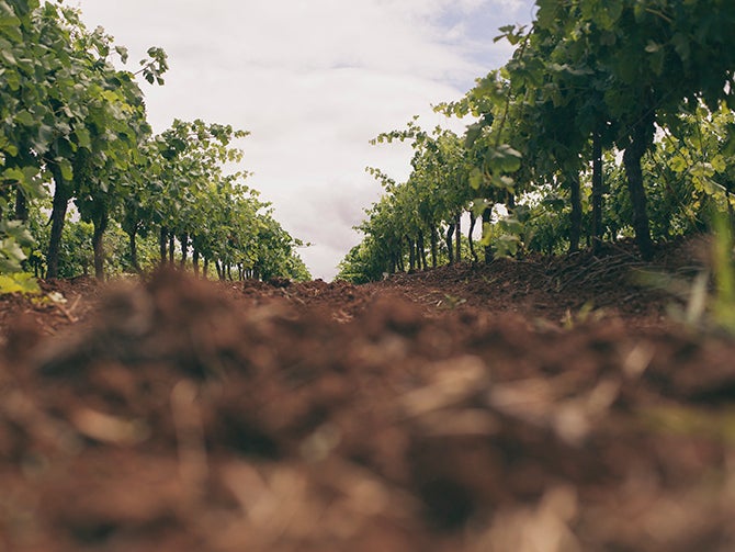 101628 - Hunter Valley Soil - 670x505.jpg